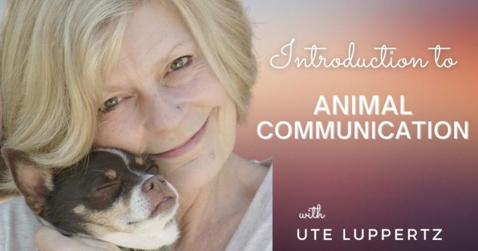 Introduction to Animal Communication