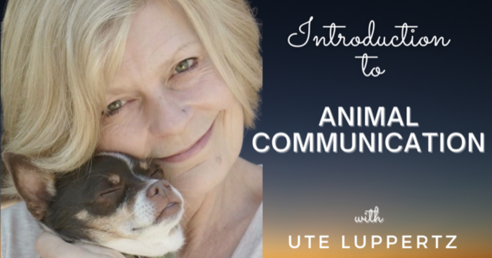 Introduction to Animal Communication (Online)