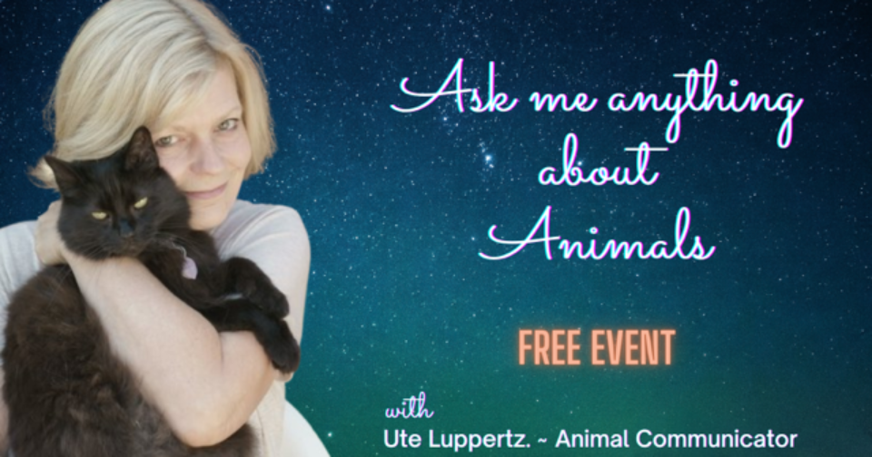 Ask me Anything about Animals (Online)