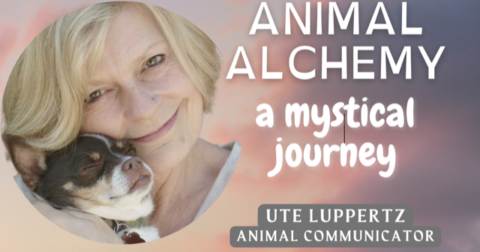 Animal Alchemy ~ A Mystical Journey