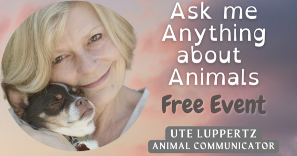 Ask me Anything about Animals ~ Online
